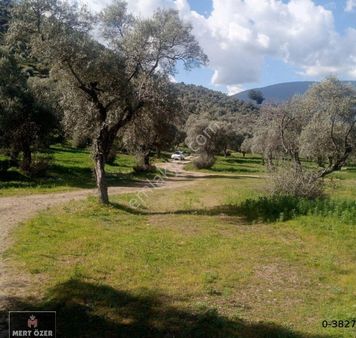Muğla Milas Hacıahmetler'de Satılık 3325m2 Kupon Zeytinli Tarla