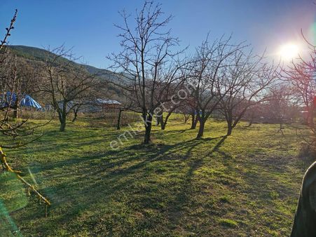 Bilge Emlaktan %75 2 Kat Köy İçi İmarlı Kiraz Bahçesi!!!