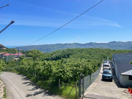 Ortahisar Tos Mahallesinde Satılık Düz Fındıklık Arazi