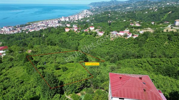 Vakfıkebir Cumhuriyet Mah. Satılık 8.677 Metrekare Fındıklık Arazi