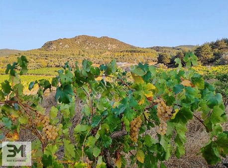 Geyve Umurbey 5100 M2 %5 İmarlı Kaçmaz Manzaralı Üzüm Bağı