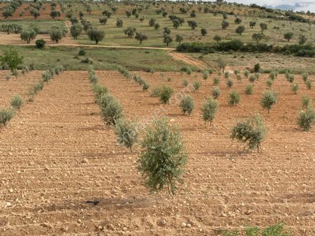 Kilis Merkez Demirışık’ta Satılık 3400 Metre 125 Ağaç Zeytinlik