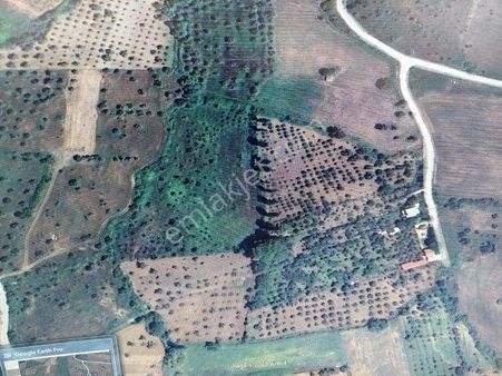 Kemalpaşa Yukurıkızılca Mahallesinde 12000 M2 Satılık Zeytinlik
