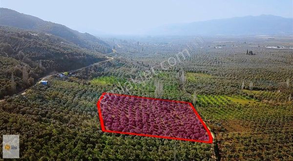 The World Seller'den Turizim Ve Tarım İçin İdeal Zeytinlik