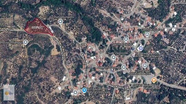 The World Seller'den Çeltikçide 5 Dönüm Zeytinlik