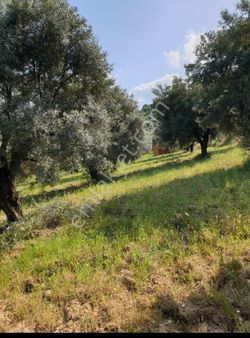 Nazilli Şahin Emlaktan Karacasu Bahçeköyde Satılık Zeytinlik