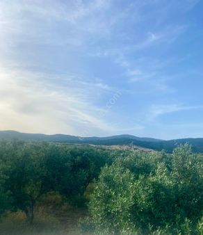 Tire Derebaşıverimli Zeytin Bahçesi