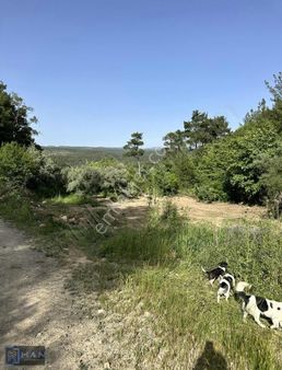 Karacasu Esençay Mahallesi Ana Yol Kenarı Satılık Tarla