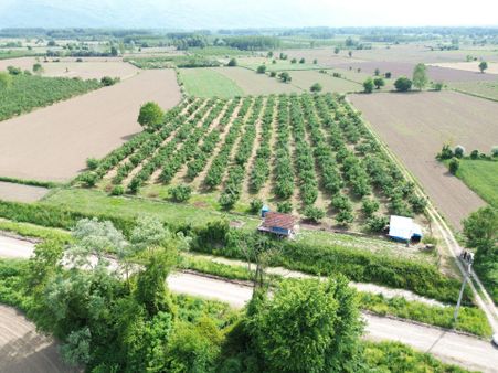 Düzce Köprübaşı'nda 17 Dönüm Fındık Bahçesi Yatırımlık Tarla!