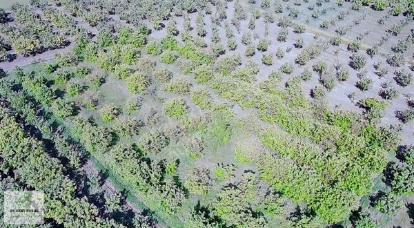 Bukent Emlaktan Geyve-doğantepe De 2250 M2 Ayva Bahçesi