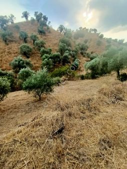Acil Fiyat Düştü Satılık Zeytinlik