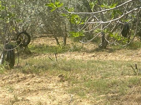 İzmir Tire Kırtepe Mh Satlılık Zeytinlik