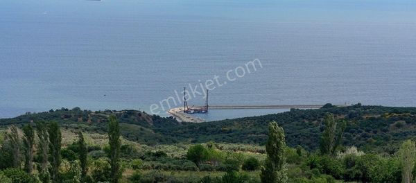 Bilge Emlak'tan Fırsat Arazi Şarköy Çınarlı'da İmara 2 Parsel 4.600 Metre Full Manzaralı Zeytinlik