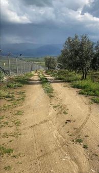 Doğayla Baş Başa Bir Yatırım: Tire De Zeytinlik