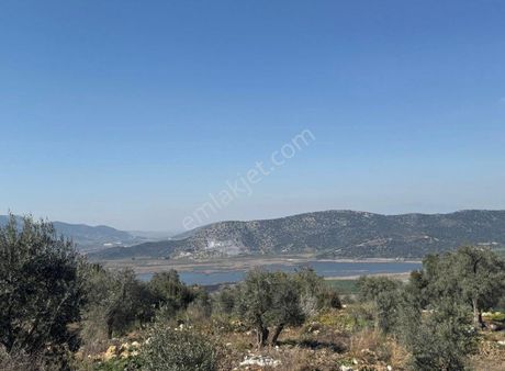 İzmir Tire Halkapınar’da Satılık Zeytin Bahçesi – Doğayla İç İçe Yatırım Fırsatı!