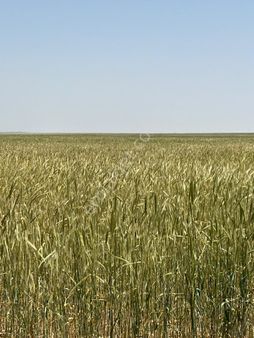 Armutlu Da 66000 M2 Satılık Tarla