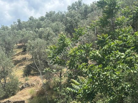 Edremit Yolörende İmara Çok Yakın Satılık Zeytinlik