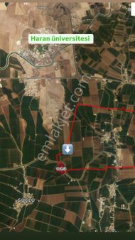 Şanlı Gayrimenkulden Satılık Sullu Tarla Haran Ünüversitesinin Karşısı