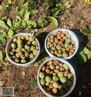 Lavinia Gayrimenkul'den Satılık Tek Tapu Tarla 2.405m²