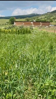 Tire Derebaşı Satılık Zeytinlik