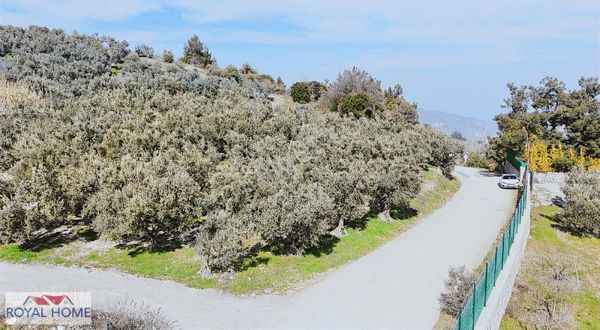 Çepni'de Asfalta Cephe Satılık 2.266 M2 Şahane Zeytinlik