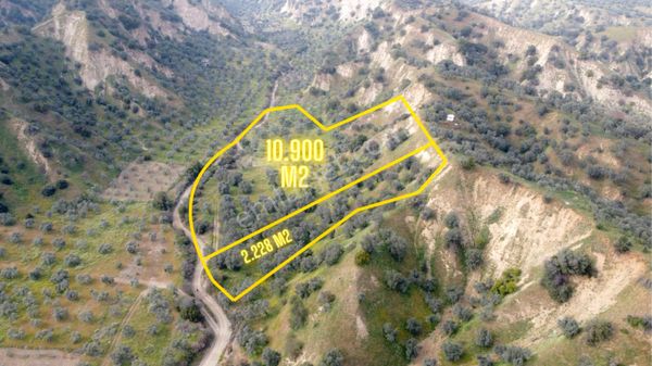 Konut Emlaktan İsabeylide Yolu Açık Satılık Zeytinlik