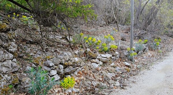 Suyun Ve Yeşilliğin Merkezi Menekişlerde
