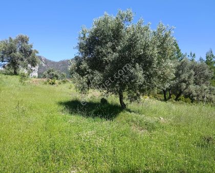 Muğla Menteşe Zeytinköyde 1374 M² Satılık Tarla