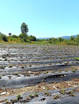 Arya'dan Kurtlar Köyünde 4700 M2 Çilek Tarlası