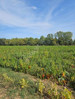 Arya'dan Karabey Köyünde 1800 M2 Biber Ekili Tarla