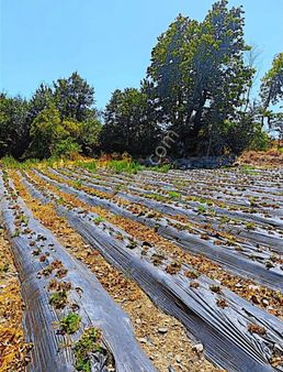 Arya'dan Kazdağlarının En Güzel Köyünde 4300 M2 Tarla