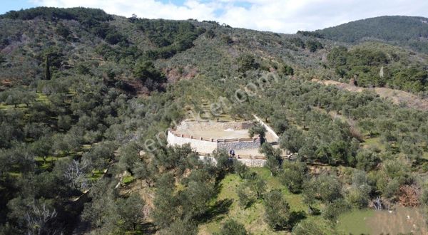 Arya'dan Kızılkeçili'de Kaz Dağlarının Eteklerinde Zeytinlik