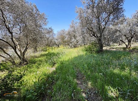 Bursa Orhangazi Yeniköy'de Satılık Zeytinlik-hobi Bahçesi