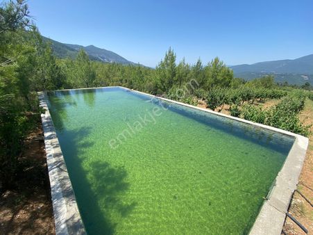 Acıpayam Gölcük De 11631 M2 De Satılık Ayva Bahçesi