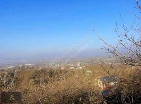 Çaybaşı Tepe Mah Şehir Manzaralı Fındık Bahçesi