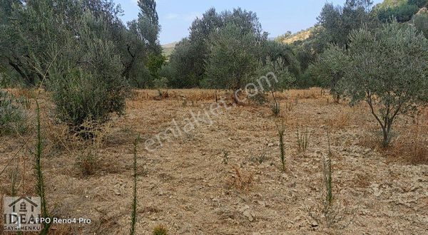 Manisa Avdal Yola Sıfır Etrafı Çevrili 5200m2 Zeytinlik