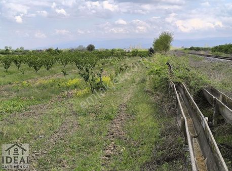 Manisa Şehzadeler A.çobanisada 7100m2 4 Yaşında Eriklik