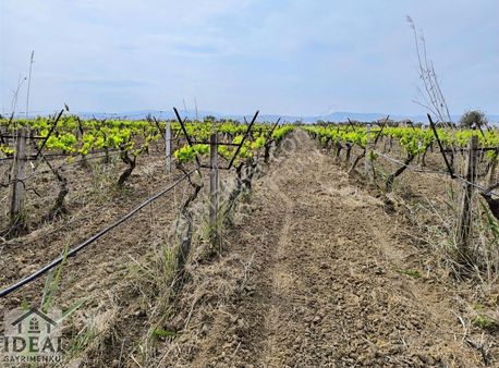 Manisa Üçpinar Gedize Yakin 19 Dönüm Direkli Bağ 11.000.000tl
