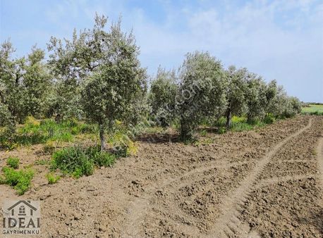 Manisa Tekeliler Köye 2 Km Uzaklikta 9 Dönüm Zeytinlik 4.300.000