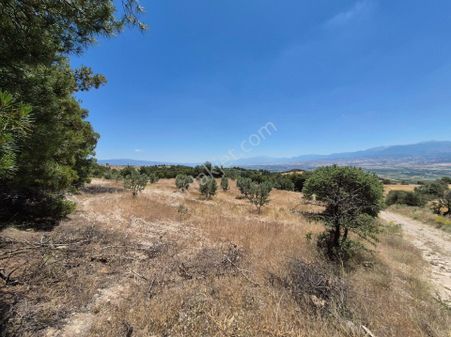 Denizli Sarayköy Sazakta 1400 M2 Zeytinlik Satılıktır