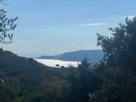 Kumla Konak Emlak”tan Deniz Görür Zeytinlik