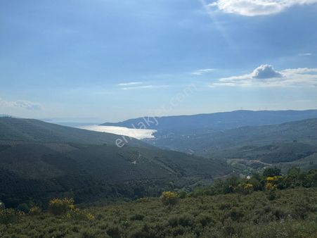 Kumla Konak Emlak”tan Deniz Görür Zeytinlik