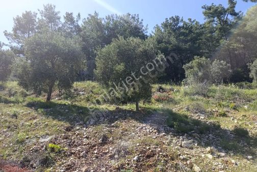 Muğla Menteşe Zeytinköy'de 1073 M² Satılık Tarla