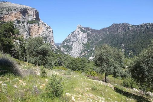 Muğla Menteşe Zeytinköy'de 1199 M² Satılık Tarla