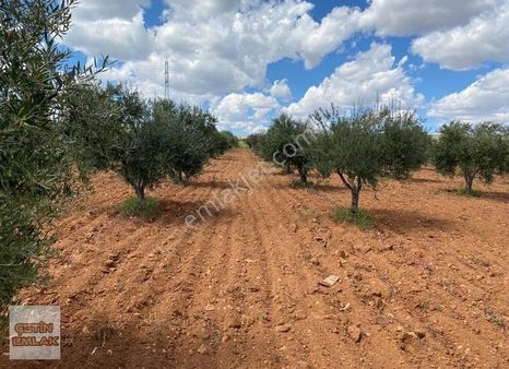 Çetin Emlak'tan Kürümde Yola Sıfır Satılık Zeytin Bahçesi