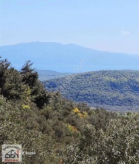 Deniz Manzaralı Satılık Zeytinlik