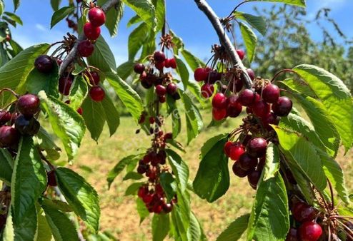 Bilge Emlak'tan Şarköy Çınarlı'da Çok Kelepir Kiraz Bahçesi