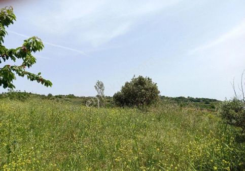 Bilge Emlak'tan Şarköy Çınarlı Mahallesi'nde Harika Konumda Meyve Bahçesi