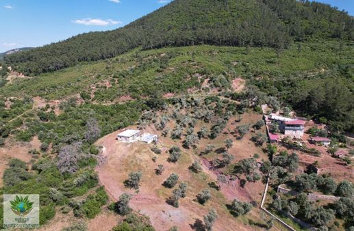 Pasifikten Orhanlı Orta Mahallede 4.213 M² Tek Tapu Zeytinlik