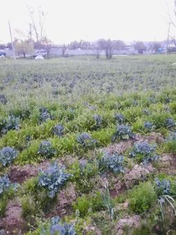 Satılık Organik Tarıma Uygun Tarla Ödemiş Yolüstü Mh
